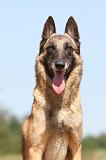 MALINOIS 759